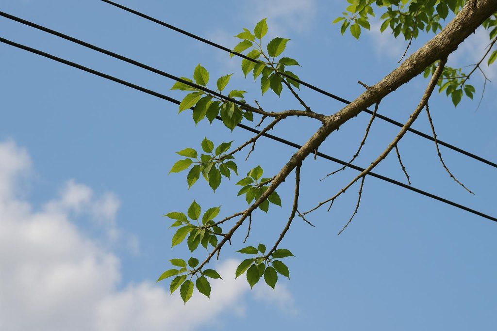 Tree branch leaning on overhead power lines under clear daylight.